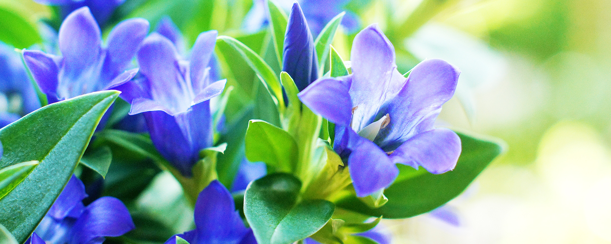 株式会社いやさか農園