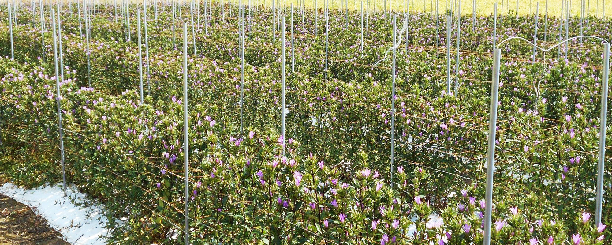 株式会社いやさか農園